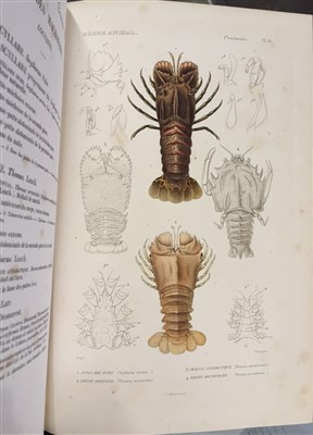 Lot 78 - Couvier (Georges et al). Le Regne Animal distribue d'apres son organisation