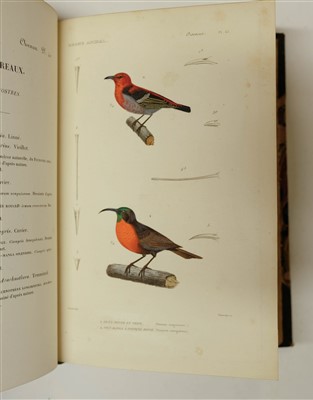 Lot 78 - Couvier (Georges et al). Le Regne Animal distribue d'apres son organisation