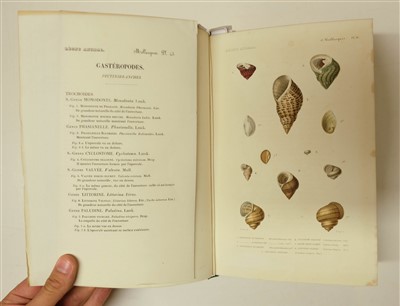 Lot 78 - Couvier (Georges et al). Le Regne Animal distribue d'apres son organisation