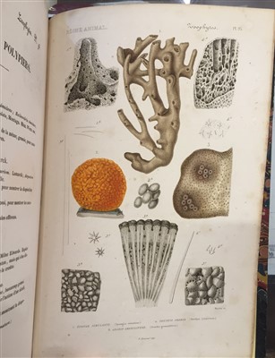 Lot 78 - Couvier (Georges et al). Le Regne Animal distribue d'apres son organisation
