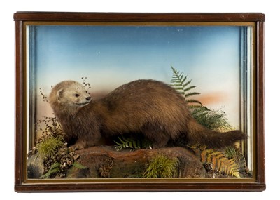 Lot 295 - Three taxidermy specimens, 20th century