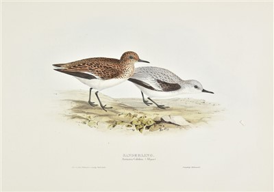 Lot 223 - Gould (J. & E.). Eleven lithographs [1832 - 1835]