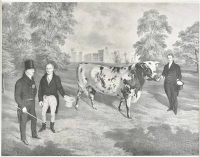 Lot 166 - Gauci (M., lithographer). Portrait of a Shorthorned Bull, circa 1836
