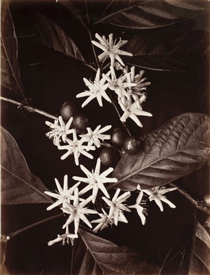 Lot 35 - Ceylon. Scowen & Co. A group of 6 botanical studies, c. 1880