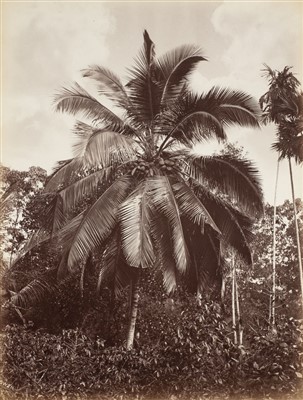 Lot 37 - Ceylon. Scowen & Co. A group of 8 tree studies, c. 1880