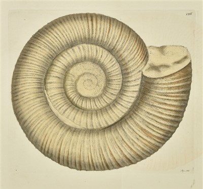 Lot 110 - Sowerby (James). The Mineral Conchology of Great Britain, 6 volumes, 1812-29