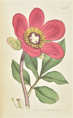 Lot 223 - Sowerby (James). English Botany, 1790-1866