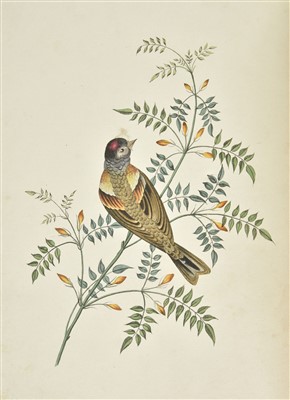 Lot 94 - Brookshaw (George). Six Birds, 1817