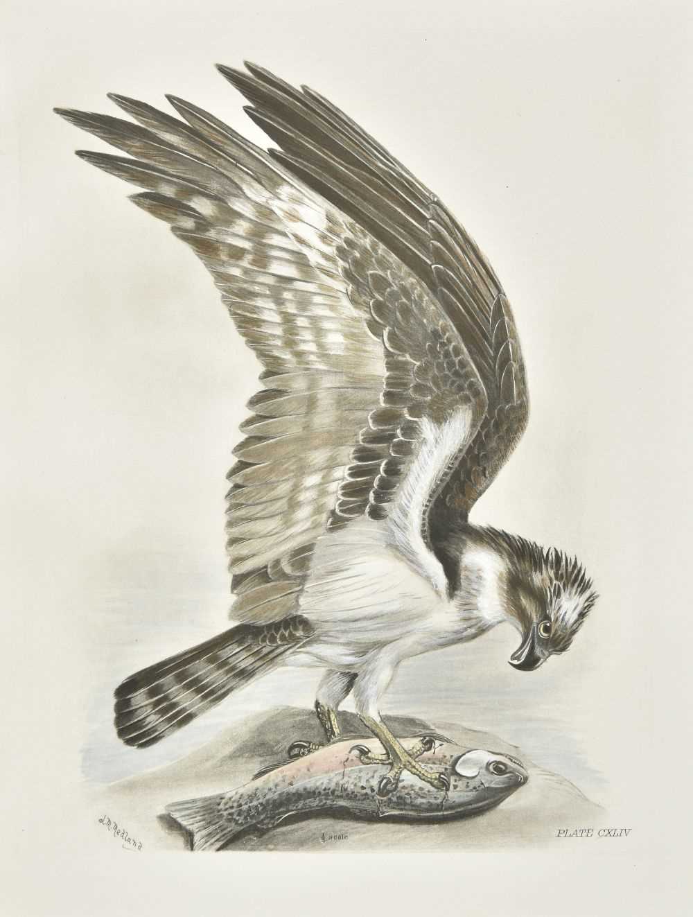 Lot 267 - Stonham (Charles). The Birds of the British Islands, 1st edition, 1906-11, rare hand-coloured copy
