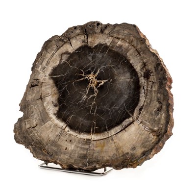 Lot 287 - Large Fossil Wood section.