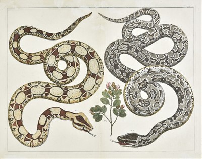 Lot 338 - Reptiles and Amphibians. A mixed collection of approximately 130 prints, 18th & 19th century