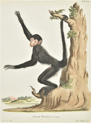Lot 323 - Mammals. A collection of approximately 425 prints, 18th & 19th century