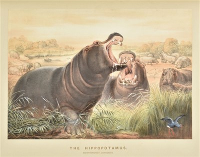 Lot 227 - Wolf (Joseph). Zoological Sketches, 1st edition, 1861