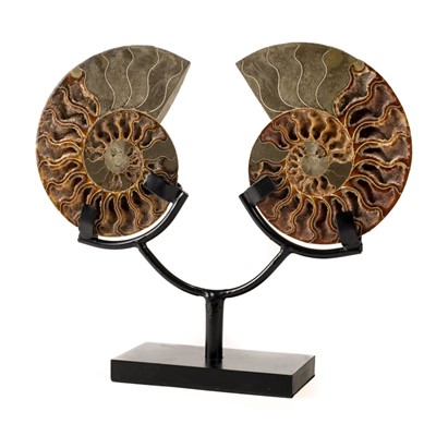 Lot 279 - Cleoniceras. polished and preserved in Calcite and Limestone