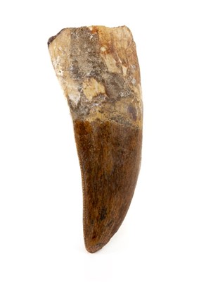 Lot 294 - Tyrannosaurus Tooth
