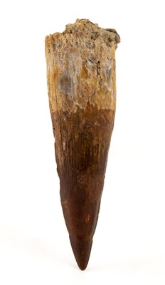 Lot 292 - Spinosaurus Tooth