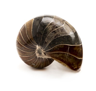 Lot 283 - Fossil Nautilus.
