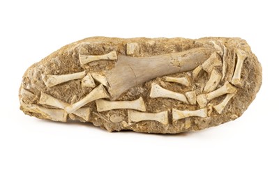 Lot 278 - Plesiosaur Paddle.