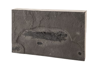 Lot 290 - Scottish Devonian Fish, Osteolepis Macrolepidotus