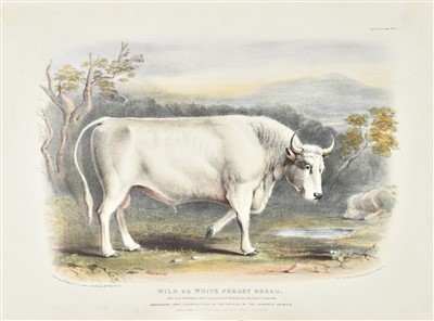 Lot 213 - Low (David). Domestic Animals of the British Islands ... The Ox, 1st edition, 1842