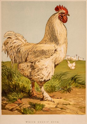 Lot 55 - Natural History. A mixed collection of approximately 135 prints, mostly 19th century