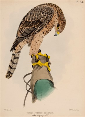 Lot 30 - Birds. A mixed collection of approximately 400 prints, mostly 19th century