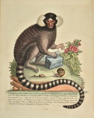Lot 54 - Edwards (George). A Natural History of Uncommon Birds, 1743-51 [i.e. 1776]
