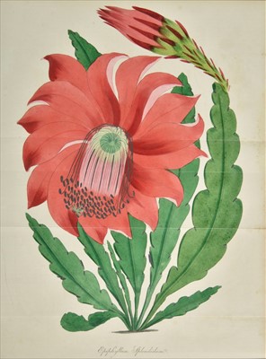 Lot 58 - Paxton (Joseph). Paxton's Magazine of Botany, 15 volumes, 1823-49