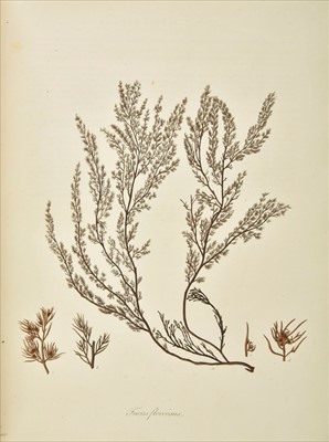 Lot 315 - Turner (Dawson). Fuci sive Plantarum Fucorum Generi, 4 volumes, 1808-19