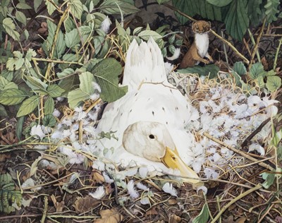 Lot 202 - Emberson (Colin, 20th century). Nesting Duck and Stoat, watercolour