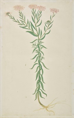 Lot 51 - Continental School. Two botanical watercolours, possibly Italy, 16th century