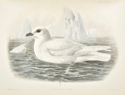 Lot 234 - Godman (Frederick Du Cane). A Monograph of the Petrels, 2 volumes, 1st edition, 1907-10