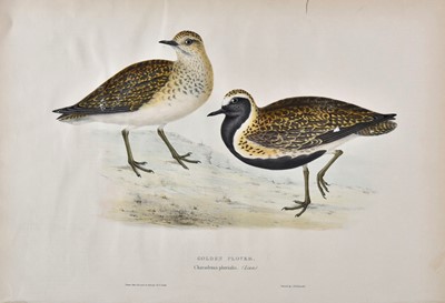 Lot 299 - Gould (John & Elizabeth). A collection of thirteen lithographs, 1832 - 1837