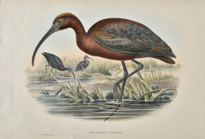 Lot 301 - Gould (John & Richter H. C.). A collection of six lithographs 1862 - 1873