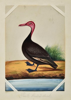 Lot 194 - Company School. A set of 12 Indian mica paintings of birds, circa 1850