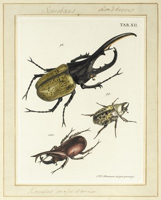 Lot 220 - Voet (J. E.). Catalogus systematicus coleopterorum, 1806, ex libris Thomas Forster (1786-1860)