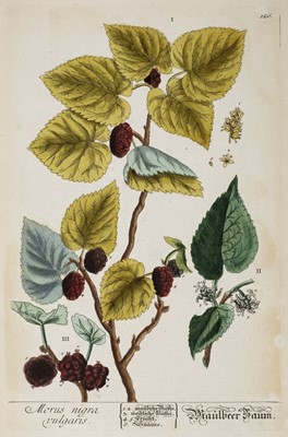 Lot 307 - Natural History. A mixed collection of approximately 275 prints, mostly 19th century