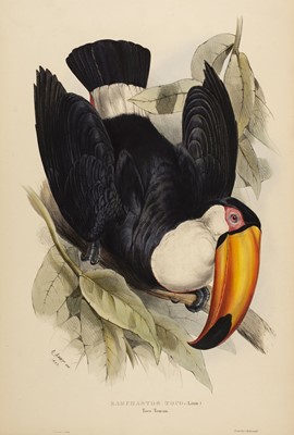 Lot 74 - Lear (Edward, 1812-1888). Ramphastos Toco, 1834
