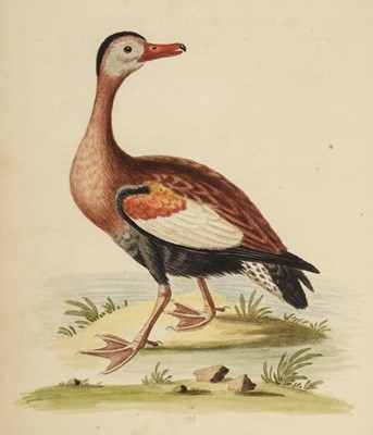 Lot 72 - Edwards (George). A Natural History of Uncommon Birds, parts 3 & 4 , 1750-1