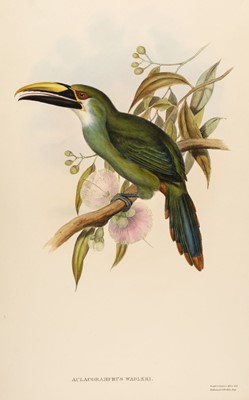 Lot 80 - Gould (John, 1804-1881). Aula Coramphus Wagleri (Wagler's Groove-Bill), 1852-5