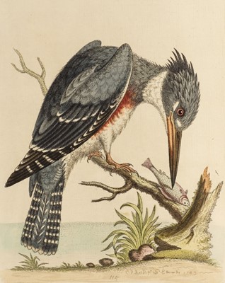 Lot 71 - Edwards (George). A Natural History of Uncommon Birds, 2 volumes, 1743 or later