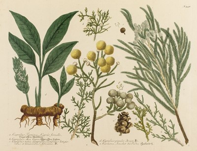 Lot 383 - Botany. A mixed collection of twenty-four prints, 18th & 19th century