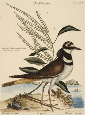 Lot 69 - Catesby (Mark). A collection of nine engravings of birds, circa 1777