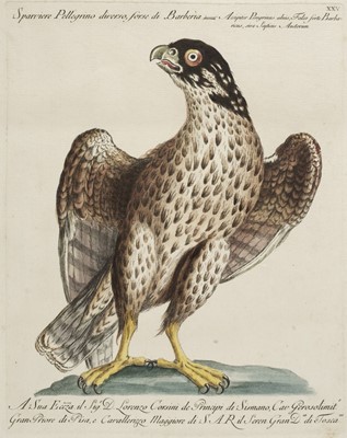 Lot 104 - Manetti (Saverio). Three plates from Ornithologia methodice digesta, 1766-76