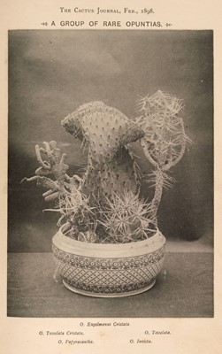Lot 117 - The Cactus Journal, volumes 1 & 2 in one, Feb. 1898 - Jan. 1900
