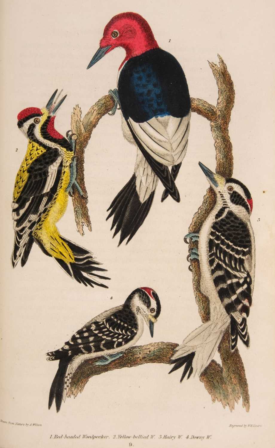 Lot 90 - Wilson (Alexander). American Ornithology; 3 volumes, 1832