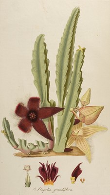 Lot 106 - Jacquin (Nicolas Joseph, Baron von). Stapeliarum, Vienna, 1806