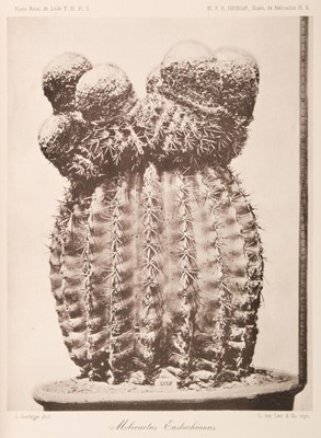 Lot 116 - Suringar (W.F.R. & Suringar, J V.).  Illustrations du Genre Melocactus, 3 parts in one, 1897-1905