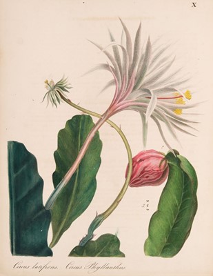 Lot 110 - Pfeiffer (Ludwig Georg Karl). Abbildung und Beschreibung Blühender Cacteen, 2 vols. in one, 1843-50