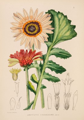 Lot 100 - Evans (I.B. Pole, editor). The Flowering Plants of South Africa, volumes 1-58, 1921-2003